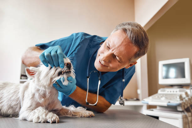 Best Emergency Gum Treatment in Tyler, TX